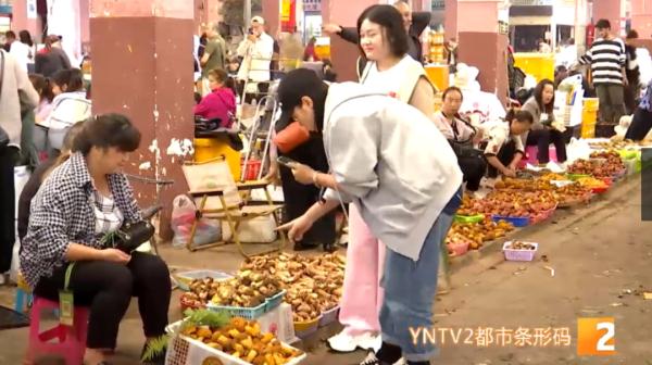 顶级松茸8000元/公斤,牛肝菌降至百元!端午小长假,野生菌热卖 顶级松茸8000元/公斤,牛肝菌降至百元!端午小长假,野生菌热卖