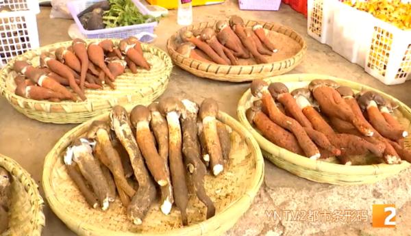 顶级松茸8000元/公斤,牛肝菌降至百元!端午小长假,野生菌热卖 顶级松茸8000元/公斤,牛肝菌降至百元!端午小长假,野生菌热卖