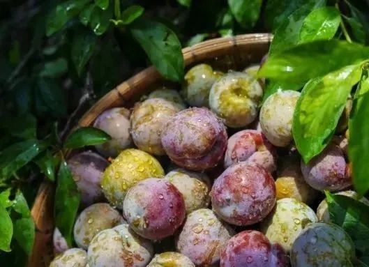 这些“岭南果王”的神仙吃法，谁懂？