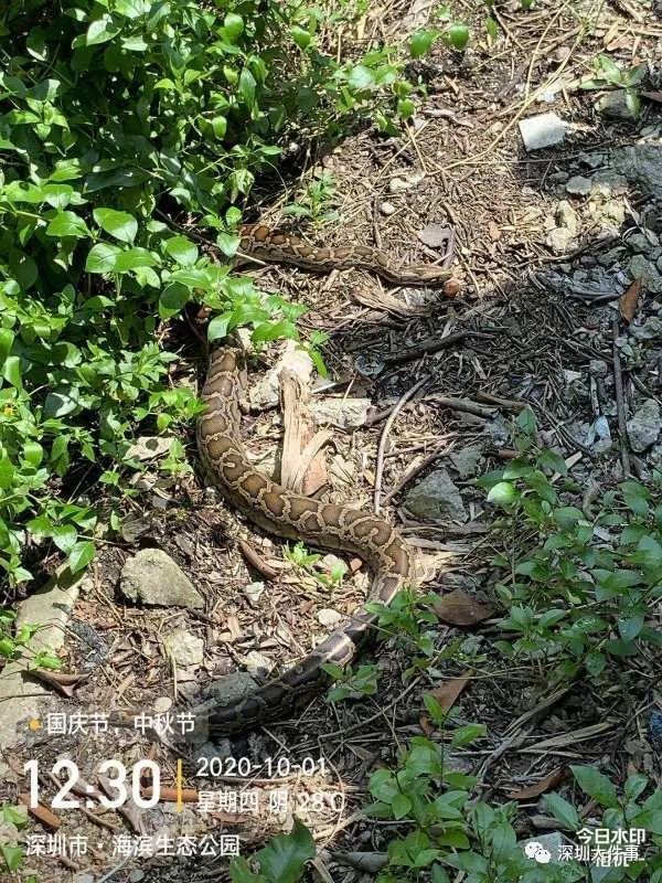吓人！广东一公园惊现巨蟒缠树！网友：头皮发麻