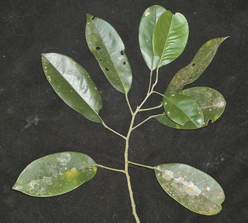 南昆山再次发现紫花红豆