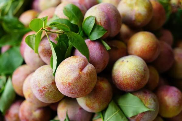 这些“岭南果王”的神仙吃法，谁懂？