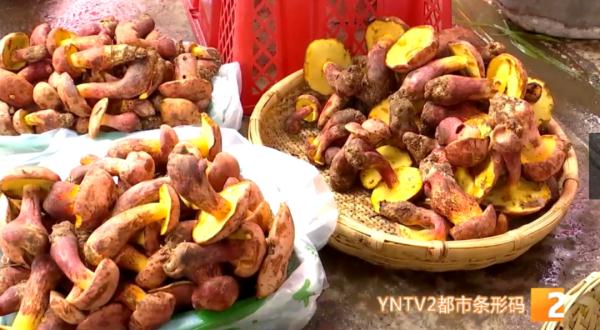 顶级松茸8000元/公斤,牛肝菌降至百元!端午小长假,野生菌热卖 顶级松茸8000元/公斤,牛肝菌降至百元!端午小长假,野生菌热卖