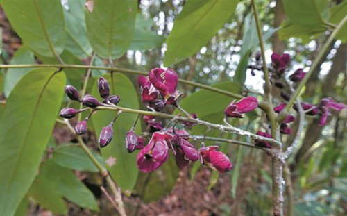 南昆山再次发现紫花红豆