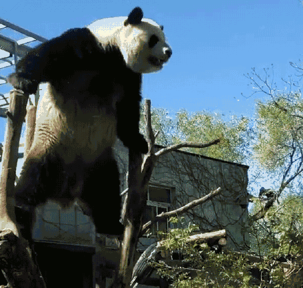 太热了！因高温北京动物园调整动物外放时间
