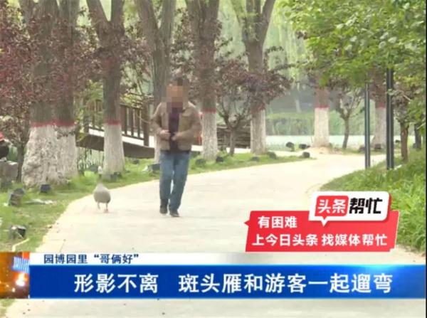 已确认，网红大雁“大宝”突然死亡！