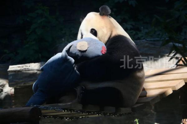“福星胖大海”6岁啦！