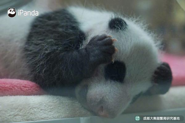 好治愈！熊猫基地新生熊猫幼崽亮相