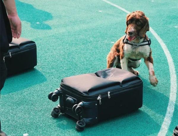 警犬冷知识：缉毒犬养成手册