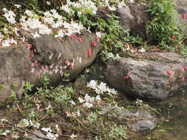 多地已出现！别触碰，严重或致人死亡！