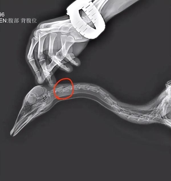 已确认，网红大雁“大宝”突然死亡！