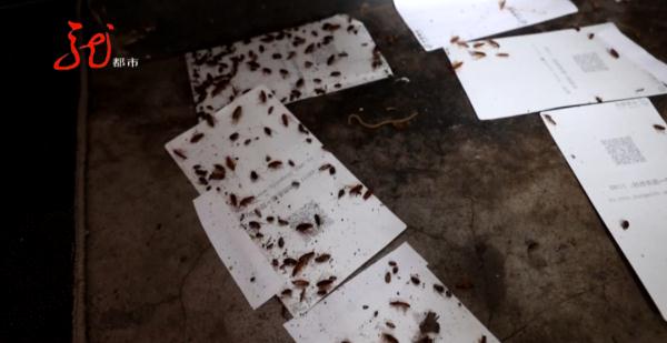 小区楼道里的生物让人头皮发麻,居民不敢回家...... 小区楼道里的生物让人头皮发麻,居民不敢回家......