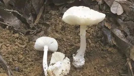 广东发生一起毒蘑菇中毒事件 发病15例，死亡5例