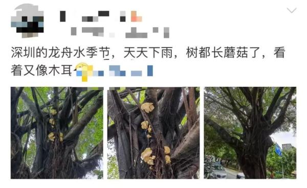 广东发生一起毒蘑菇中毒事件 发病15例，死亡5例