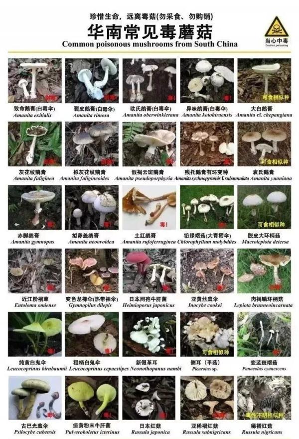 广东发生一起毒蘑菇中毒事件 发病15例，死亡5例