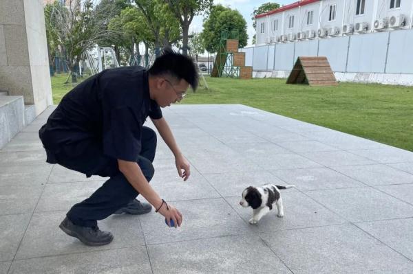 警犬冷知识：缉毒犬养成手册