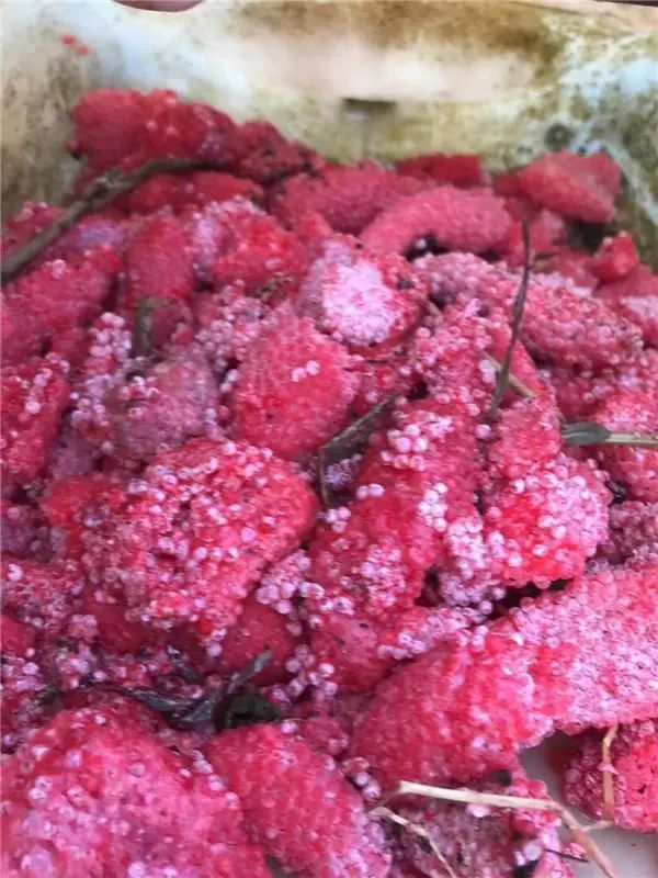 多地已出现！别触碰，严重或致人死亡！