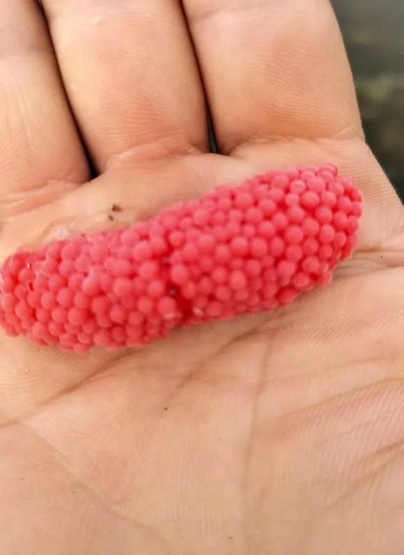 多地已出现！别触碰，严重或致人死亡！