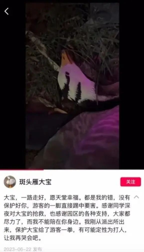 已确认，网红大雁“大宝”突然死亡！
