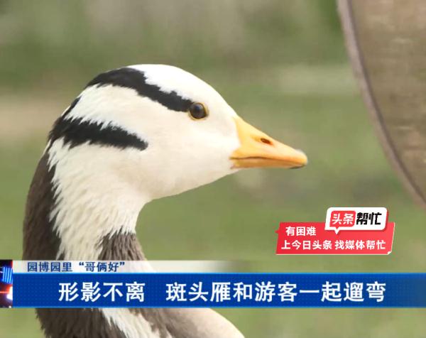 已确认，网红大雁“大宝”突然死亡！