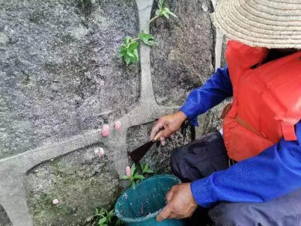 多地已出现！别触碰，严重或致人死亡！