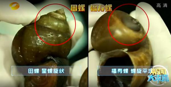 多地已出现！别触碰，严重或致人死亡！