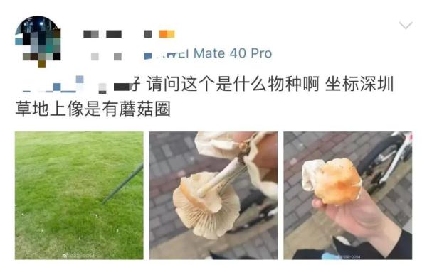 广东发生一起毒蘑菇中毒事件 发病15例，死亡5例