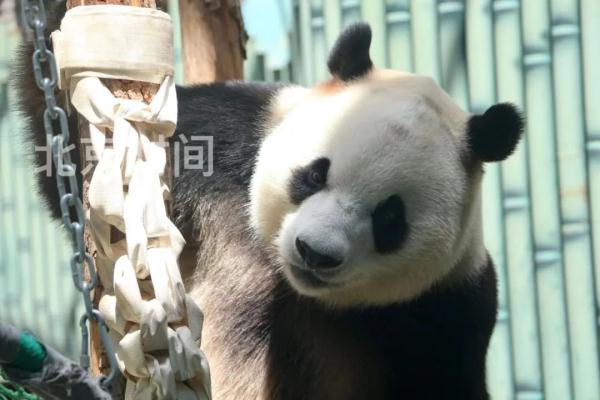 “福星胖大海”6岁啦！