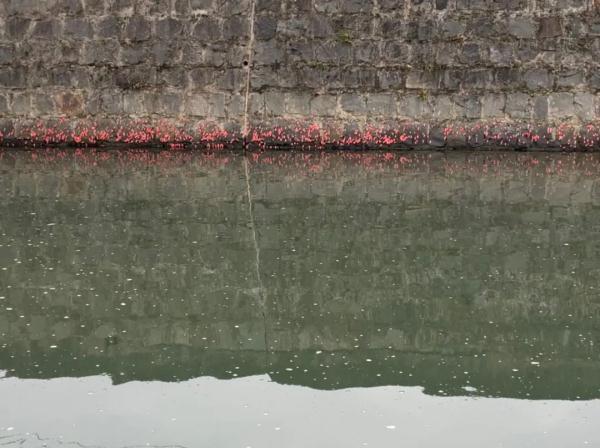 多地已出现！别触碰，严重或致人死亡！