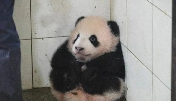 “福星胖大海”6岁啦！