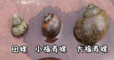 嗍螺安全吗？专家提醒，这种螺最好别吃……