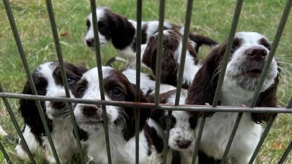 警犬冷知识：缉毒犬养成手册