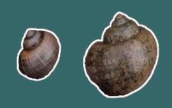 嗍螺安全吗？专家提醒，这种螺最好别吃……