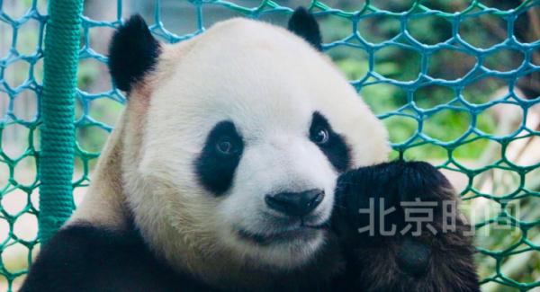 “福星胖大海”6岁啦！