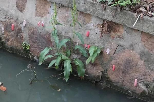 多地已出现！别触碰，严重或致人死亡！