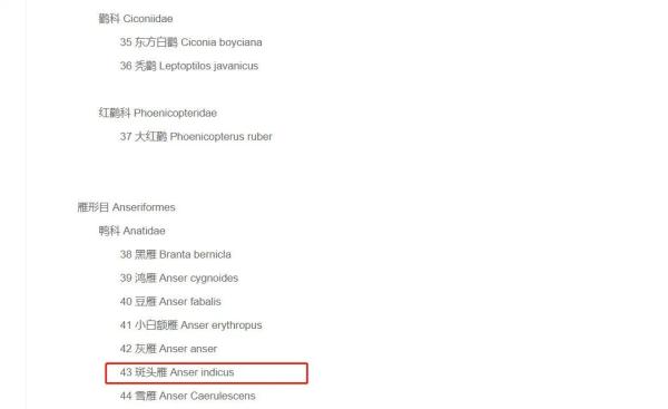 已确认，网红大雁“大宝”突然死亡！