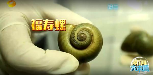 多地已出现！别触碰，严重或致人死亡！