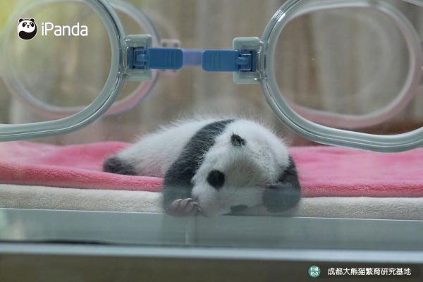 好治愈！熊猫基地新生熊猫幼崽亮相