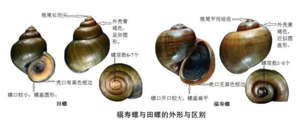 嗍螺安全吗？专家提醒，这种螺最好别吃……