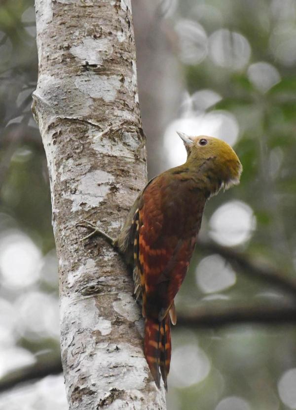 浙江省鸟类新记录丽水百山祖国家公园发现竹啄木鸟