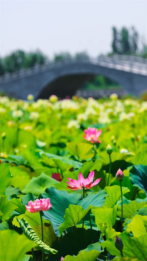 郑州最全赏荷花地图上线