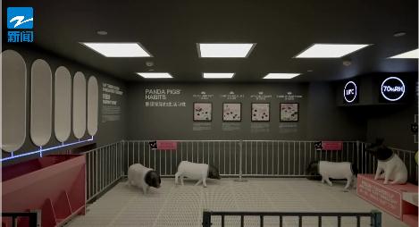 住一晚8888元，“猪景房”火了！