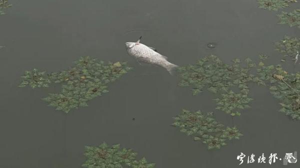 东钱湖里惊现不少死鱼!管理方回应…… 东钱湖里惊现不少死鱼!管理方回应……
