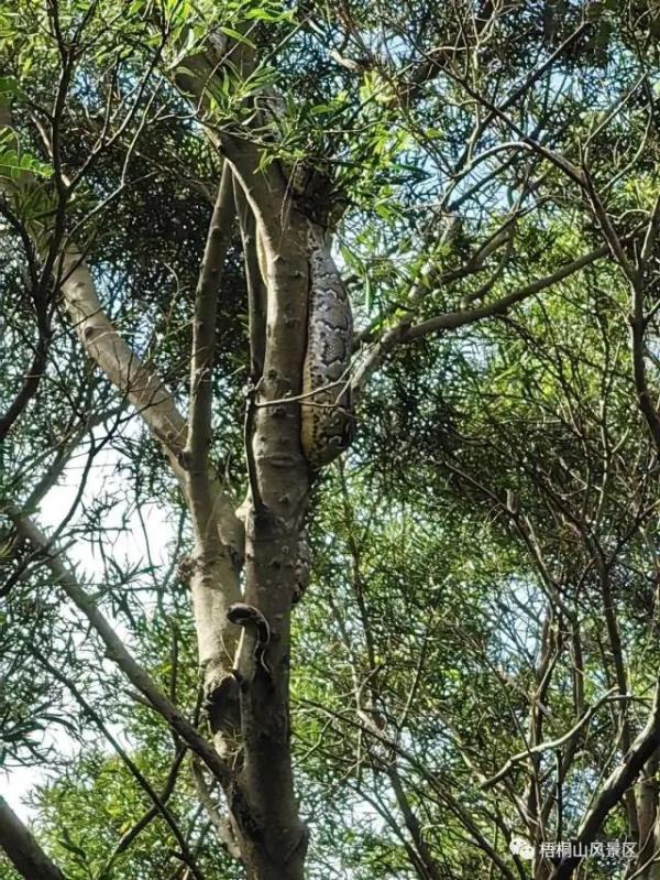 公园惊现巨蟒缠树! 公园惊现巨蟒缠树!