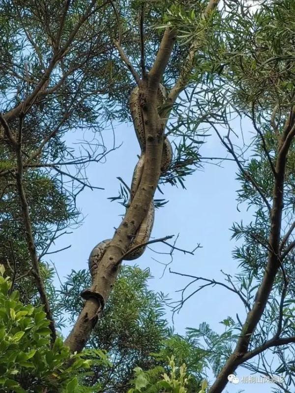 公园惊现巨蟒缠树! 公园惊现巨蟒缠树!