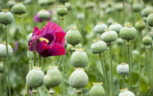 私种罂粟只为给鸡“治病”?一批涉毒品刑案今在沪集中宣判! 私种罂粟只为给鸡“治病”?一批涉毒品刑案今在沪集中宣判!