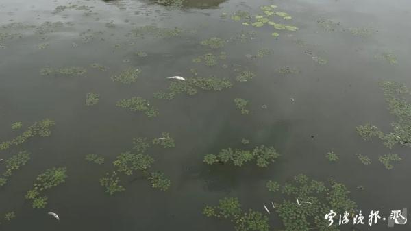 东钱湖里惊现不少死鱼!管理方回应…… 东钱湖里惊现不少死鱼!管理方回应……