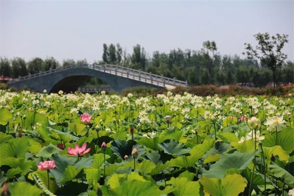 郑州最全赏荷花地图上线