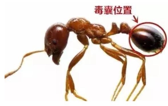 看到这种小土堆，千万别踩！