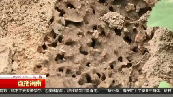 严重可致死！看到千万警惕，多名村民被咬伤